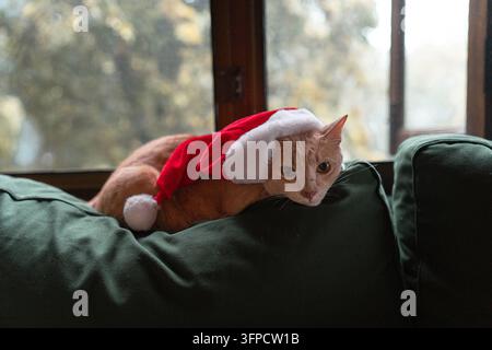Gatto zenzero con cappello da Babbo Natale che sbircia sopra il divano Foto Stock
