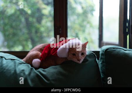 Gatto zenzero con cappello da Babbo Natale che sbircia sopra il divano Foto Stock