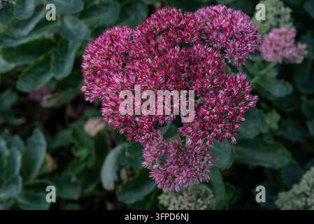 Hylotelephium spectabile, Crassulaceae, Orpice farfalla, Orpice brillante, pianta succulenta. Fiori autunnali rossi/rosa. Foto Stock