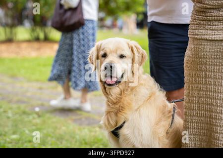 Golden Retriever, un cane amichevole dal mantello dorato seduto all'aperto al guinzaglio, che guarda la fotocamera con un'espressione attenta in un parco soleggiato. Foto Stock