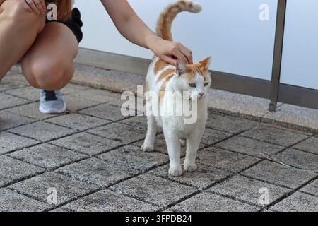 Gatto arancione e bianco in piedi su un marciapiede lastricato mentre una donna accarezza dolcemente la sua testa, mostrando un momento calmo di affetto, cura e interazione tra Foto Stock