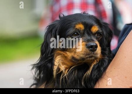 Cavalier King Charles Spaniel nero e fulvo con un mantello lungo e setoso, occhi scuri espressivi e marcature fulve distintive Foto Stock