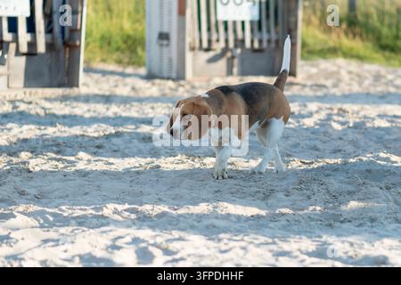 Un beagle sulla spiaggia per cani di Norddeich Foto Stock