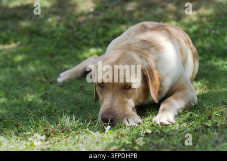 Un Labrador Retriever è sdraiato nell'erba Foto Stock