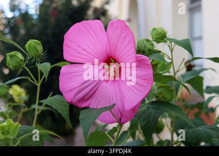 Ibisco perenne a fiori grandi Foto Stock
