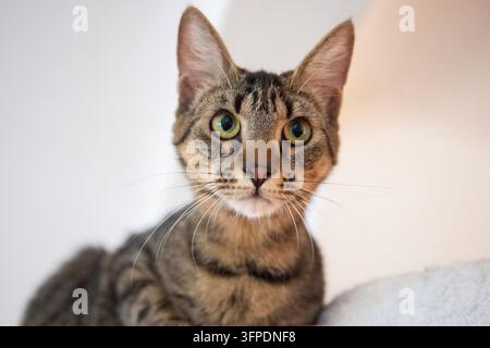 Ritratto di un giovane gatto European Shorthair tigrato Foto Stock