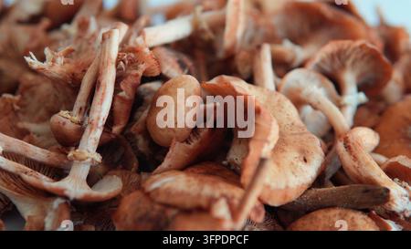 Funghi al miele appena raccolti con cappelli e gambi, pronti per la preparazione culinaria, delizia naturale dell'autunno Foto Stock
