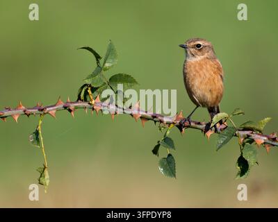 Saxicolidae rubicola, Saxicola rubicola, femmina singola su lampone, Warwickshire, settembre 2026 Foto Stock