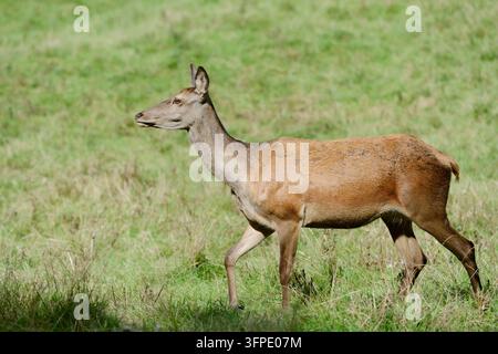 Cervo rosso (Cervus elaphus), doe, Renania settentrionale-Vestfalia, Germania Foto Stock