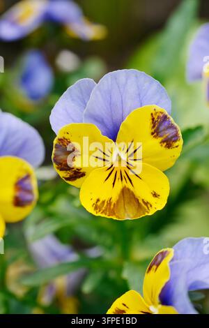 Pensieri o pensieri da giardino (Viola x wittrockiana), Renania Settentrionale-Vestfalia, Germania Foto Stock