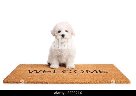 Simpatico cucciolo di Bichon Frisé seduto su uno zerbino di benvenuto isolato su sfondo bianco Foto Stock