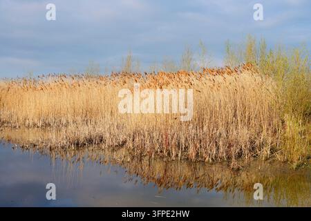 Stagno con canne (Phragmites australis, Phragmites communis), Renania Settentrionale-Vestfalia, Germania Foto Stock