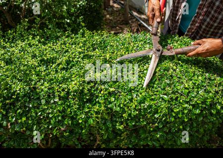 Giardiniere che pota una siepe verde fitta con vecchie cesoie arrugginite alla luce del sole, primo piano di mani che potano piccole foglie lucide, manutenzione del giardino, paesaggistica Foto Stock