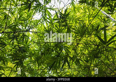 Chioma di foglie di bambù verde dense che guardano verso il sole Foto Stock