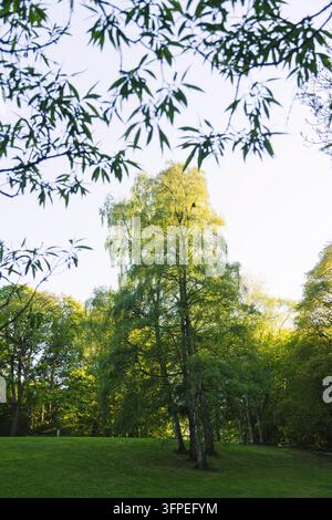 Una betulla in primavera, immersa nella luce del sole Foto Stock