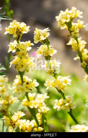 Sisyrinchium striatum, comunemente noto come erba dagli occhi giallo pallido o fiore satinato Foto Stock