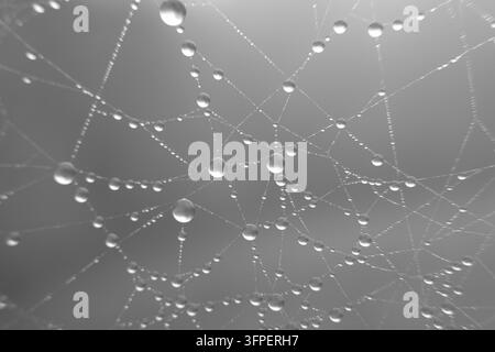 Gocce d'acqua delicate attaccate a una ragnatela in monocromo, ideali per sfondi naturali, texture e astratti. Foto Stock