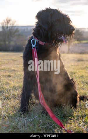 Cane nero arruffato al guinzaglio seduto in un campo freddo e nebbioso all'alba, il respiro e il vapore visibili nella luce dorata del controsole. Foto Stock