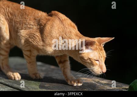 gatto Orientale a pelo corto rosso maculato tabby Foto Stock
