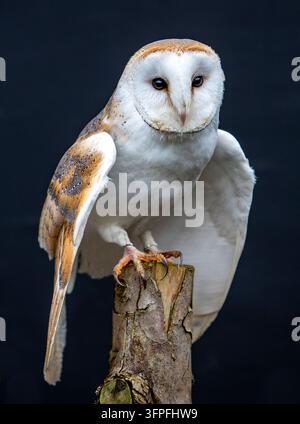 Un gufo comune con segni facciali a forma di cuore bianchi e ali marrone dorato appollaiato su un ceppo d'albero su uno sfondo scuro Foto Stock