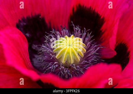 Primo piano di un vibrante fiore di papavero rosso con segni scuri e una capsula di semi giallo verde sorprendente circondata da stami viola Foto Stock