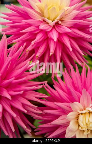 Prima piano di dahlias cactus rosa vibranti con petali lunghi e appuntiti e centri crema giallo morbido su uno sfondo verde Foto Stock
