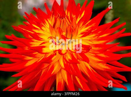 Fiore di dalia rosso vivace e giallo oro in piena fioritura con petali appuntiti a strati su uno sfondo sfocato verde scuro Foto Stock