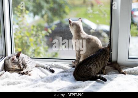 Accogliente scena interna di tre gatti domestici su una coperta morbida vicino a una finestra aperta con zanzariera: uno dorme, un altro è seduto a guardare fuori e un gattino è in posa Foto Stock