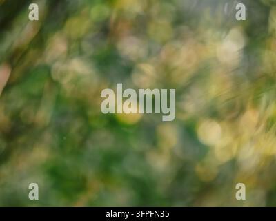 Sfondo organico con elementi morbidi e fuori fuoco di una foresta estiva. Texture naturale con raggi solari caldi e riflessi di luce per il design ambientale, il branding sostenibile e il template del sito web Foto Stock