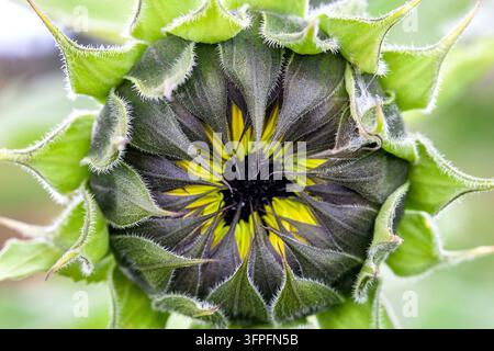 Primo piano di un bocciolo di girasole con brattee verdi vellutate e petali interni viola scuro che rivelano fioretti gialli brillanti prima di sbocciare Foto Stock
