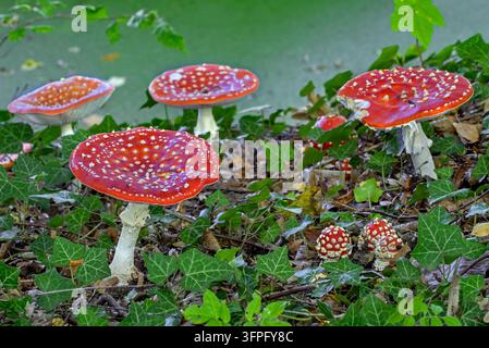Amanite phalloidi / amanite phalloidi / funghi rossi (Amanita muscaria) vari stadi di crescita dei funghi nella foresta lungo un ruscello in autunno Foto Stock