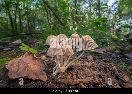Cappello da fata / berretto da fata / cappello di sbriciolatura grouped (Coprinellus disseminates / Coprinus disseminatus) su legno morto sul suolo della foresta in autunno Foto Stock