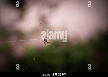 Una fotografia macro orizzontale dettagliata che mostra un ragno crociato da giardino europeo Araneus diadematus appeso a un filo di ragnatela con sfondo sfocato morbido Foto Stock