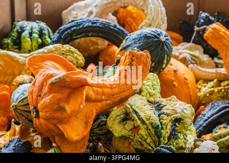 Un vivido primo piano di diverse zucche e gourd ornamentali (Cucurbita pepo var. ovifera) che mettono in mostra texture, verruche, forme e colori unici Foto Stock