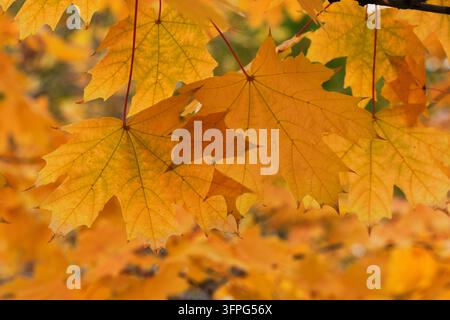 Vibranti foglie d'acero di un giallo dorato appese ai rami degli alberi su uno sfondo autunnale sfocato e morbido Foto Stock