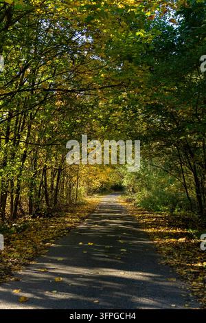Sentiero asfaltato che si snoda attraverso una bellissima foresta autunnale. I raggi del sole proiettano lunghe ombre sulla strada coperta di foglie gialle cadute sotto una fitta chioma Foto Stock