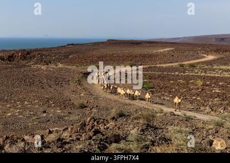 Grande mandria di cammelli che camminano in fila lungo una strada sterrata tortuosa attraverso un deserto di pietra vulcanica, Contea di Marsabit, Loiyangalani, Kenya Foto Stock