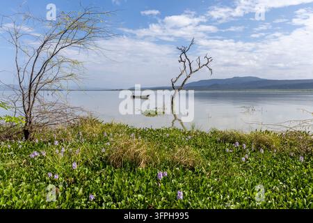 Barca di legno su un lago calmo con un albero morto e giacinti d'acqua in fiore in primo piano, Contea di Baringo, Lago Baringo, Kenya Foto Stock