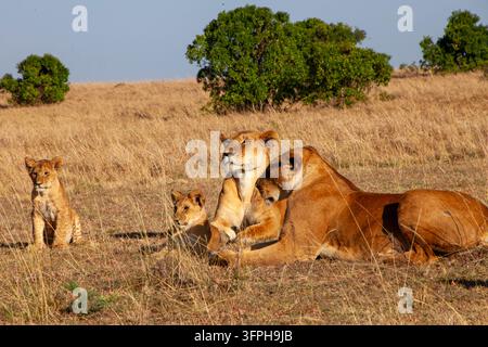 Orgoglio di leoni con due leonesse e due cuccioli che riposano nell'erba, Contea di Narok, Maasai Mara, Kenya Foto Stock