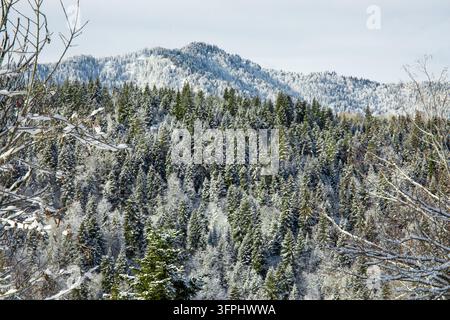 Foresta invernale. La neve copre una fitta foresta sempreverde con montagne maestose sullo sfondo. Foresta invernale tra le montagne Foto Stock