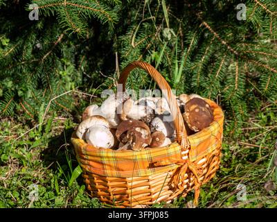 Un cesto pieno di porcini freschi raccolti dalla foresta. I toni marroni ricchi, le texture naturali e il carattere terroso creano una bella impressione di raccolta nei boschi autunnali. Questa opera d'arte naturale rustica è perfetta per cucine, ristoranti, Foto Stock