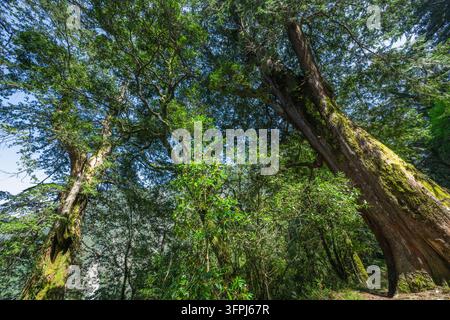 Vista ad angolo basso che guarda in alto verso enormi alberi secolari con una vegetazione verde lussureggiante e tronchi strutturati in una foresta di montagna naturale a Kaohsiung, Taiwan. Foto Stock