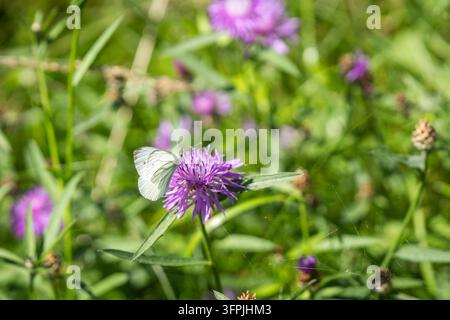 Centaurea jacea, centaurea marrone, con una farfalla bianca a venature verdi (Pieris napi) che si nutre della sua testa floreale viola in un prato estivo. Foto Stock