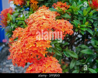 Fiori di geranio della giungla arancioni in un giardino tropicale Foto Stock