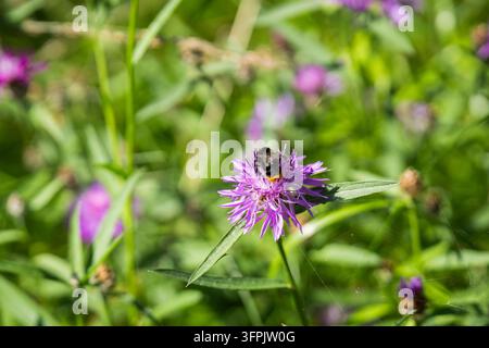 Centaurea jacea, centaurea marrone, con un bombo dalla coda rossa (Bombus lapidarius) che raccoglie nettare dal suo capolino viola in un prato estivo. Foto Stock