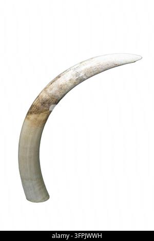 Grande zanna curva di avorio di elefante isolata su sfondo bianco che simboleggia la caccia di frodo, il commercio illegale di fauna selvatica, il contrabbando e il traffico di mercato nero. Foto Stock