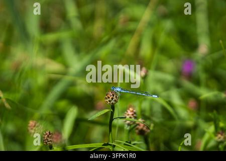 Enallagma cyathigerum, la comune libellula azzurra, che riposa su un bocciolo di fiore in un prato estivo, con il suo corpo azzurro snello e le ali trasparenti. Foto Stock