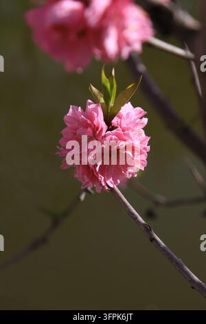 All'aperto in primavera, un primo piano cattura un grappolo di fiori di pesco rosa a doppio petalo che sbocciano vividamente. I petali stratificati sono pieni e delicati Foto Stock