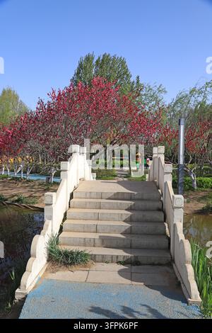 In un parco soleggiato in primavera, un ponte ad arco in pietra bianca si estende sull'acqua, con vibranti alberi di pesco rosa in fiore dietro di esso, sullo sfondo di un cielo blu chiaro e Foto Stock