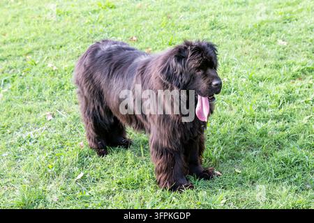 Cane nero del Newfoundland in piedi sull'erba verde, testa girata, ansimante con la lingua fuori Foto Stock